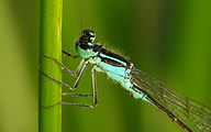 Common Bluetail (Male, Ischnura elegans)